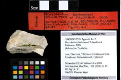 Foto (Objekt + Etiketten) von Bucculentum bachmayeri (Schweitzer & Feldmann, 2009) 